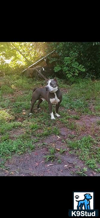 a american staffordshire terrier dog standing on a path