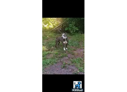 a american staffordshire terrier dog standing on a path