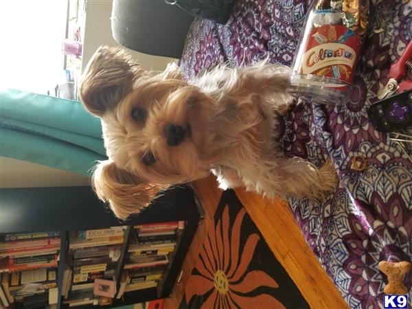 a stuffed animal on a bed