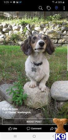 a dachshund dog sitting on rocks