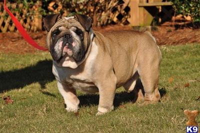 tonka the bulldog