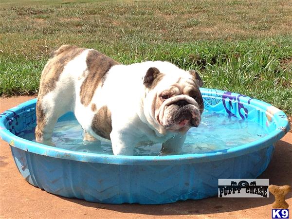a bulldog dog in a blue tub
