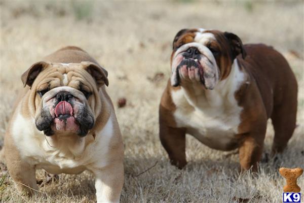 two bulldog dogs with their mouths open