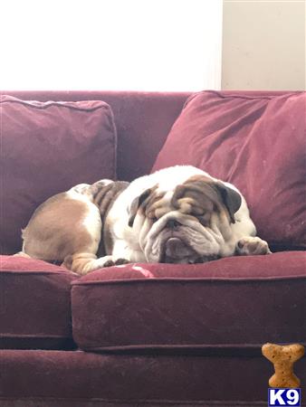 a bulldog dog lying on a couch