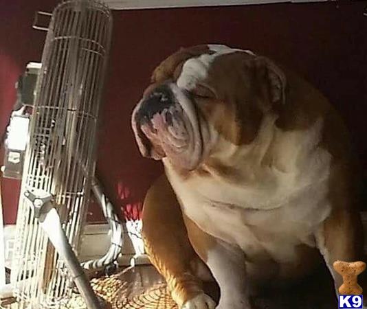 a english bulldog dog sitting next to a heater