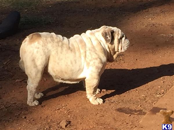 a english bulldog dog standing on dirt
