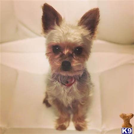 a small yorkshire terrier dog sitting on a couch