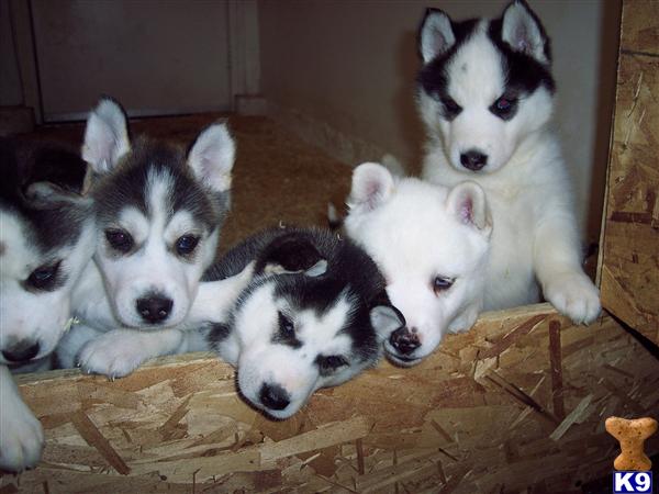 Siberian Husky Puppy for Sale: WHITE FEMALE HUSKY BLUE EYES PRICE ...