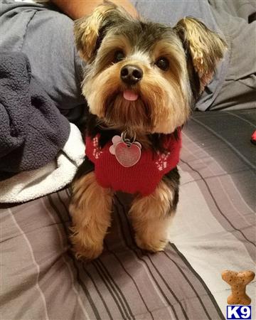 a yorkshire terrier dog wearing a sweater