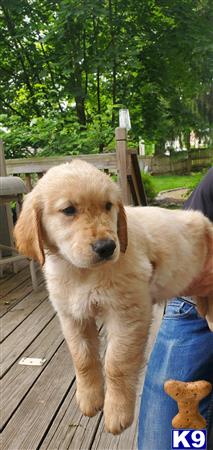 a golden retriever dog standing on a wood deck