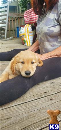 a golden retriever dog lying on a wooden surface