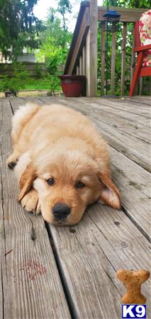 a golden retriever dog lying on a wood deck