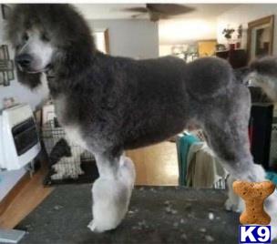 a poodle dog standing on a table