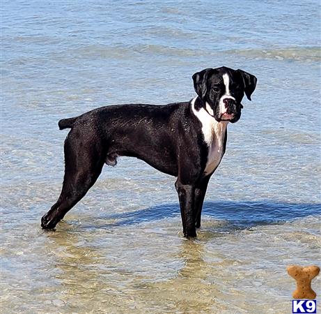 a boxer dog standing in water