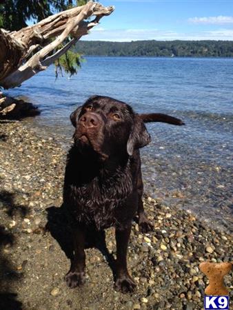 a labrador retriever dog standing on a rocky beach