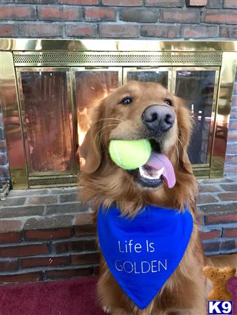 a golden retriever dog holding a tennis ball
