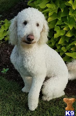 a white goldendoodles dog lying on grass