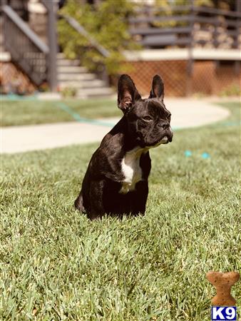 a french bulldog dog sitting in the grass