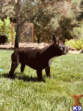 a black french bulldog dog standing in a grassy area