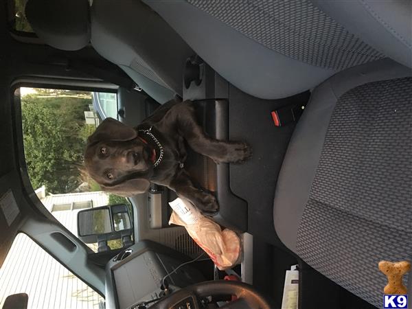 a labrador retriever dog in a car