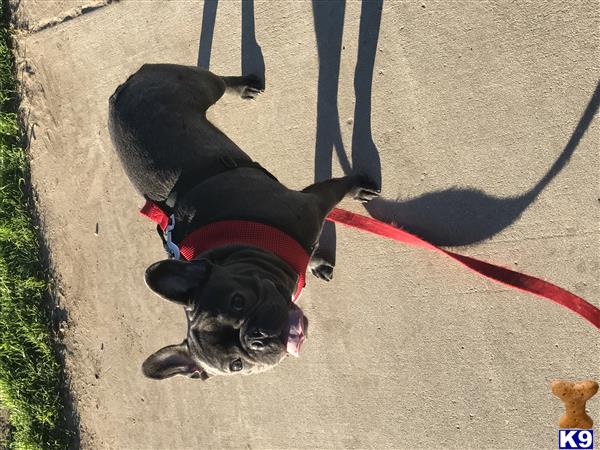 a french bulldog dog on a leash on a leash