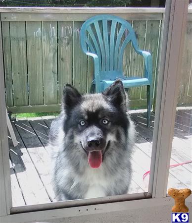 a australian shepherd dog sitting on a porch