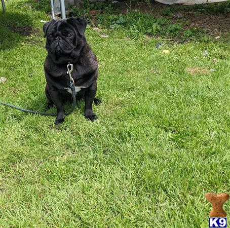 a black pug dog on a leash