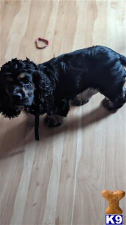 a american cocker spaniel dog with a stick in its mouth