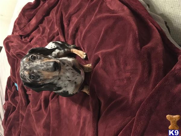 a dachshund dog lying on a blanket