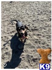 a dachshund dog running on sand