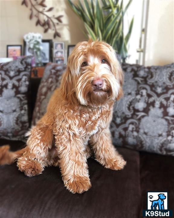 a labradoodle dog sitting on a couch