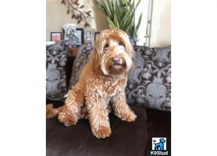 a labradoodle dog sitting on a couch