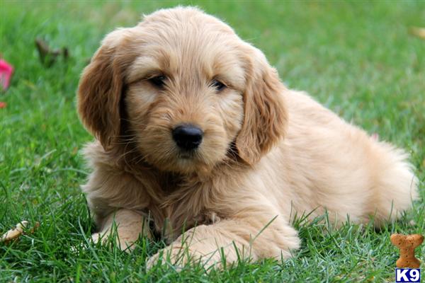 Mixed Breed Puppy for Sale: Somerby / Goldendoodle 10 Years old