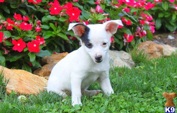 Mixed Breed Puppy for Sale: Max / Chihuahua Mix 10 Years old