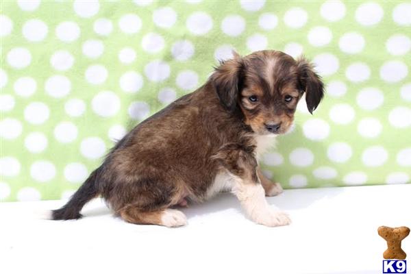 Mixed Breed Puppy for Sale: Brody / Cavalier Sheltie Mix 9 Years old