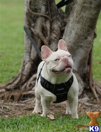 a french bulldog dog wearing a vest