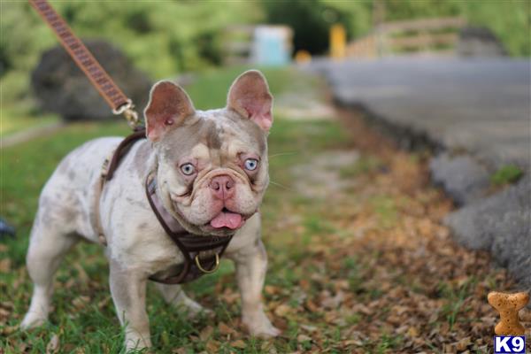 a french bulldog dog wearing a harness