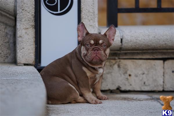 a french bulldog dog sitting on a stone ledge