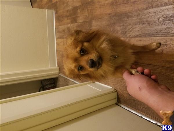 a pomeranian dog looking through a door