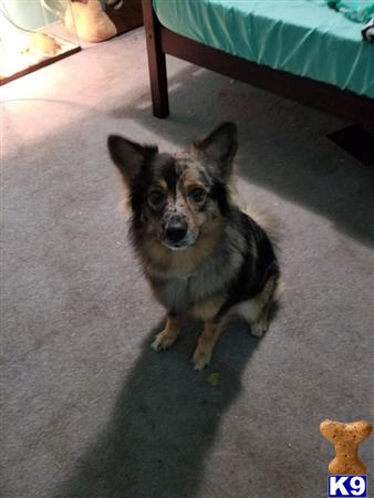 a australian shepherd dog sitting on the floor