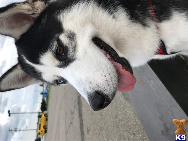 a siberian husky dog licking its nose