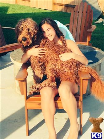 a person sitting in a chair with a labradoodle dog on the lap