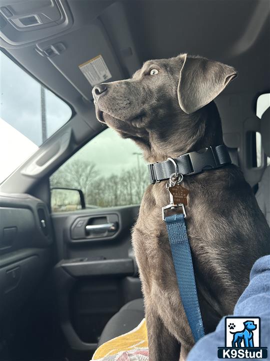 a labrador retriever dog in a car