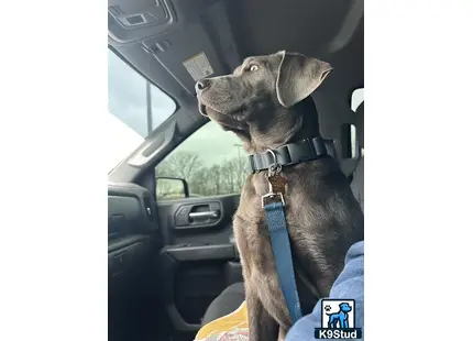 a labrador retriever dog in a car