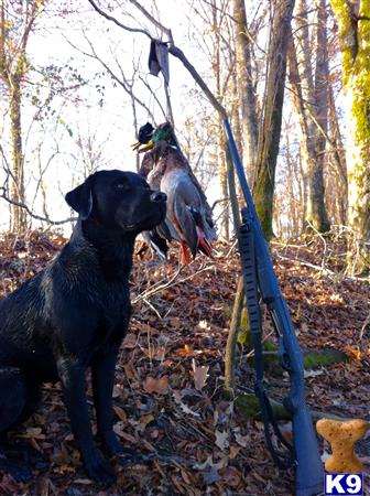 a labrador retriever dog holding a bird on a tree branch