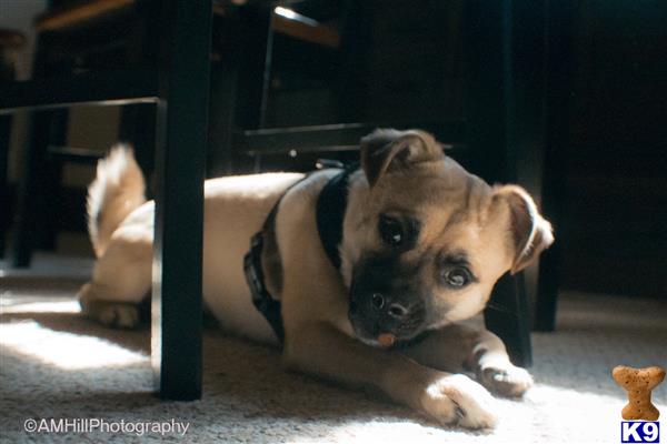 a pug dog wearing a vest