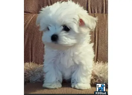 a white maltese puppy sitting on a couch