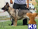 a german shepherd dog standing on grass