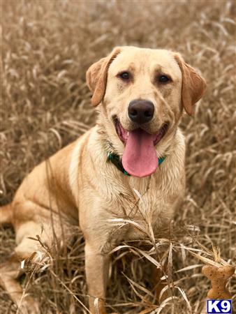 a labrador retriever dog sitting in a field