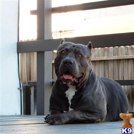 a american pit bull dog lying on a wood deck